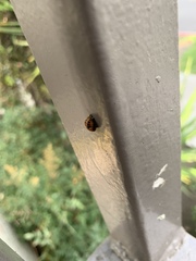 Harmonia axyridis