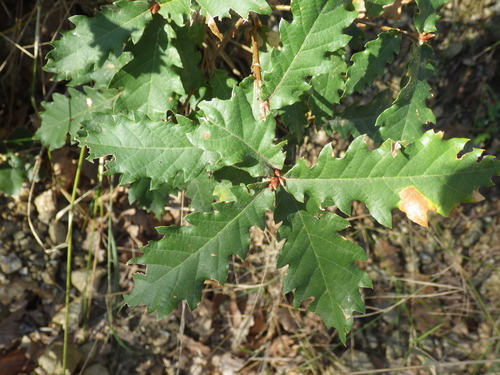 Quercus × cerrioides, photograph 4
