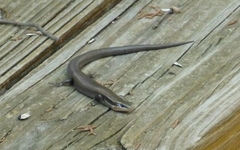 Plestiodon tetragrammus