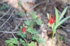Aquilegia elegantula