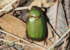 Chrysina lecontei