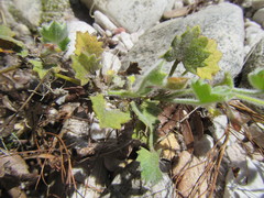 Centella flexuosa