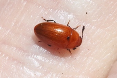 Mycotretus nigromanicatus