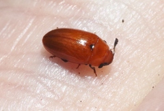 Mycotretus nigromanicatus