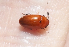 Mycotretus nigromanicatus