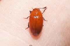 Mycotretus nigromanicatus