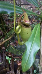Nepenthes bicalcarata
