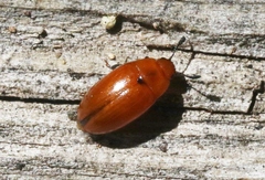 Mycotretus nigromanicatus