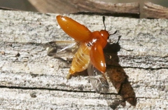 Mycotretus nigromanicatus