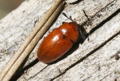 Mycotretus nigromanicatus