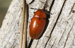 Mycotretus nigromanicatus