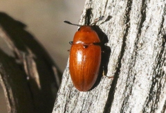 Mycotretus nigromanicatus