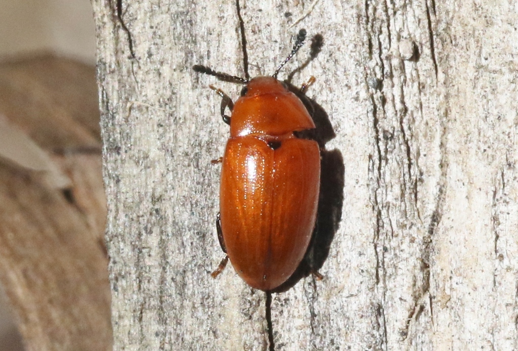 Mycotretus nigromanicatus