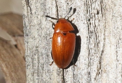 Mycotretus nigromanicatus