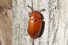 Mycotretus nigromanicatus