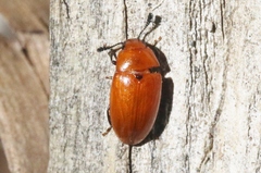 Mycotretus nigromanicatus