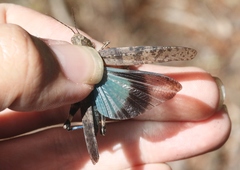 Trimerotropis cyaneipennis