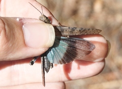 Trimerotropis cyaneipennis