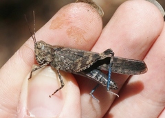 Trimerotropis cyaneipennis