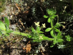 Galium subvillosum