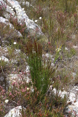 Elegia hookeriana
