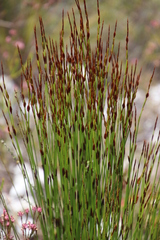 Elegia hookeriana