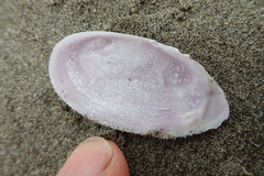 Hiatula nitida