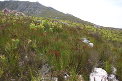 Elegia hookeriana