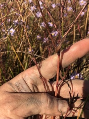 Symphyotrichum lentum