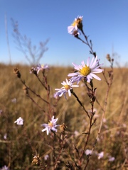 Symphyotrichum lentum