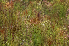 Elegia hookeriana