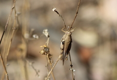 Stenocatantops angustifrons