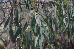Eucalyptus radiata