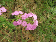 Phlox glaberrima interior