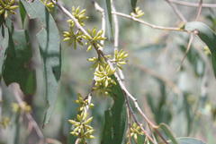 Eucalyptus radiata