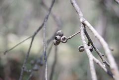 Eucalyptus radiata