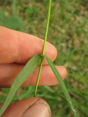 Phlox glaberrima interior