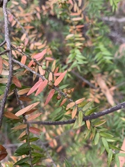 Acrotriche divaricata