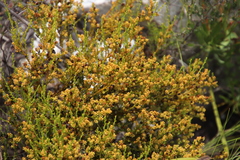 Thesium ericifolium