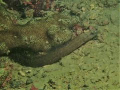 Congrogadus subducens