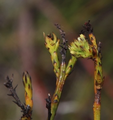 Thesium spicatum