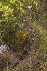 Thesium spicatum