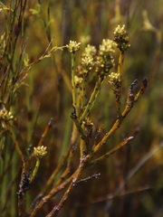 Thesium spicatum