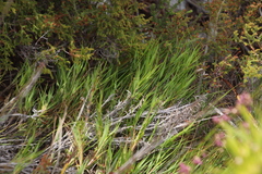 Pseudopentameris brachyphylla