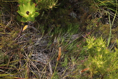 Pseudopentameris brachyphylla