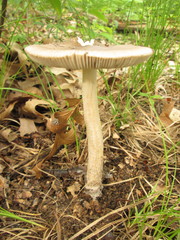 Amanita sinicoflava