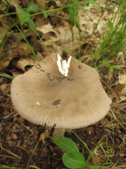Amanita sinicoflava