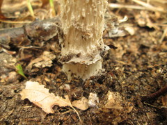 Amanita sinicoflava