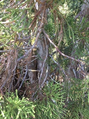 Athrotaxis cupressoides