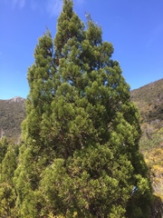 Athrotaxis cupressoides